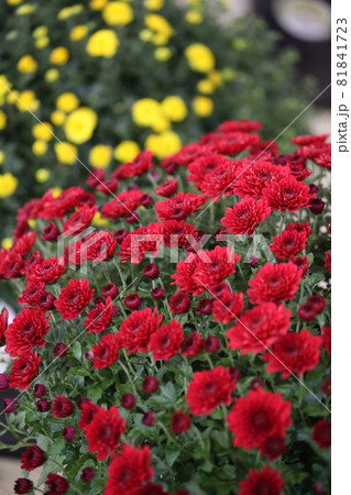 菊の花 81841723