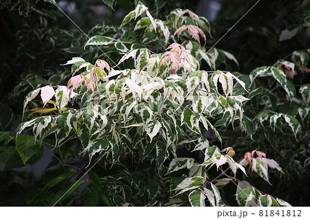 初夏に出会った、ネグンドカエデの新葉 81841812