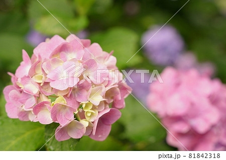 ピンク 紫陽花 あじさい 光 逆光 梅雨 6月 雨 花 アジサイ 移り気 木 緑 淡い 公園 多摩川の写真素材