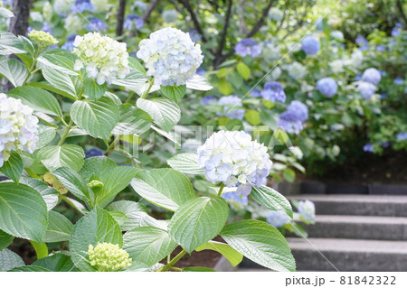 紫陽花 あじさい 白 階段 梅雨 6月 雨 花 アジサイ 移り気 木 緑 淡い 公園 多摩川の写真素材