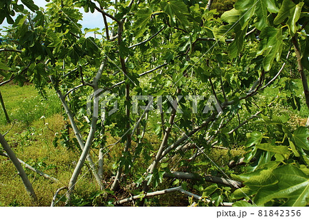 イチジク（5月初旬撮影） 81842356