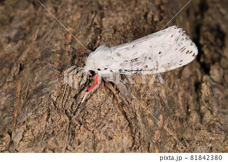 生き物 昆虫 スジモンヒトリ、薄色の翅に黒い斑点が並ぶ。翅に隠れた腹部の背面は紅色 生き物 昆虫 スジモンヒトリ、薄色の翅に黒い斑点が並ぶ。翅に隠れた腹部の背面は紅色 81842380