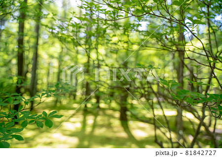 避暑地の樹々と苔の庭 81842727