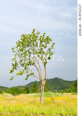 花 青空 フィールド 81843227