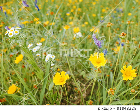 花 花畑 フィールド 81843228