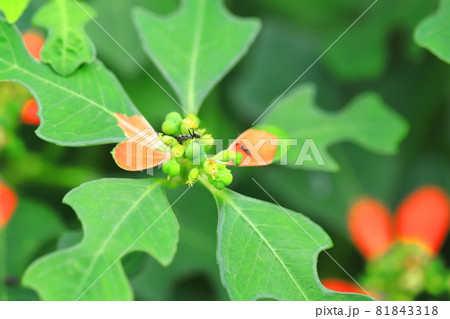 猩々草（ショウジョウソウ） or  サマーポインセチアとアリ　 81843318