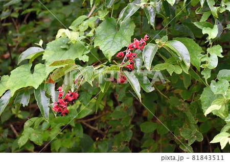 ゴンズイの実 ゴンズイの実 81843511