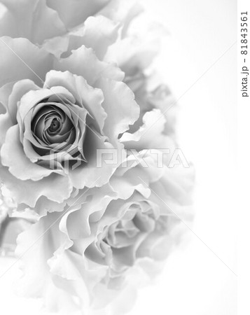 モノクロの薔薇の花びら 白背景 背景素材の写真素材