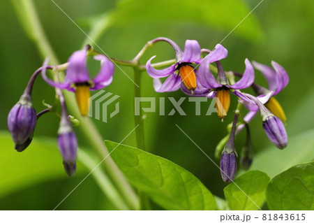 自然 植物 オオマルバノホロシ、ナス科の多年草。分枝した枝先に十個ほど、青紫の花を咲かせます① 自然 植物 オオマルバノホロシ、ナス科の多年草。分枝した枝先に十個ほど、青紫の花を咲かせます① 81843615