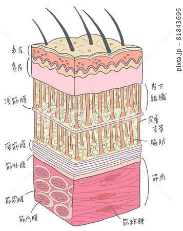 皮膚から筋肉までの組織と名称のイラスト素材