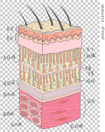 Tissue and name from skin to muscle Tissue and name from skin to muscle 81843696