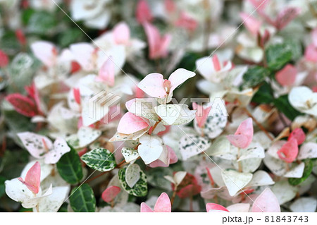 ハツユキカズラ(初雪葛) ピンク色の若葉 ハツユキカズラ(初雪葛) ピンク色の若葉 81843743