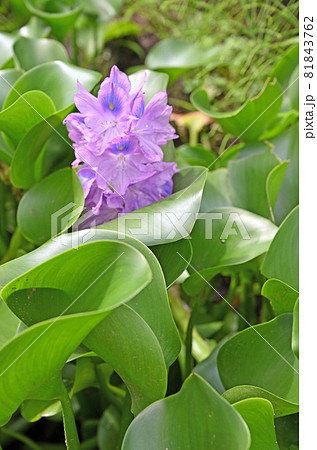 植物：ホテイアオイ　布袋葵　ミズアオイ科 81843762