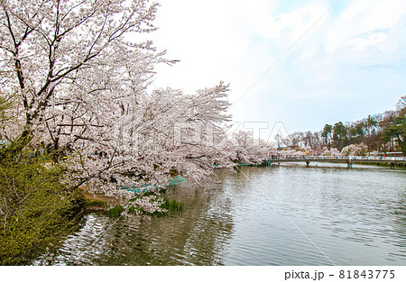臥竜公園の桜 81843775
