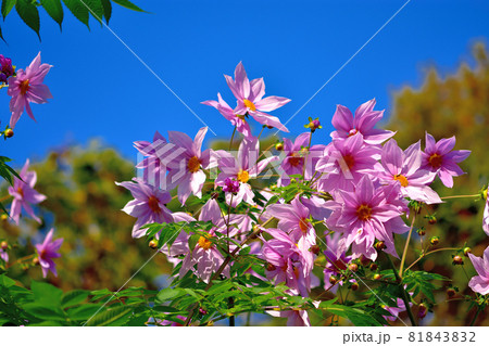 秋に咲く花・皇帝ダリヤ 81843832