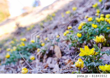 赤怒田福寿草公園 福寿草 赤怒田福寿草公園 福寿草 81843932