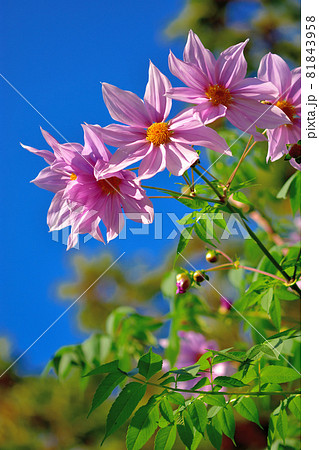 秋に咲く花・皇帝ダリヤ 81843958