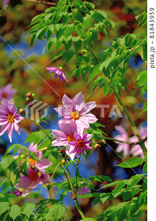 秋に咲く花・皇帝ダリヤ 81843959