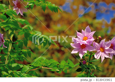 秋に咲く花・皇帝ダリヤ 秋に咲く花・皇帝ダリヤ 81843961