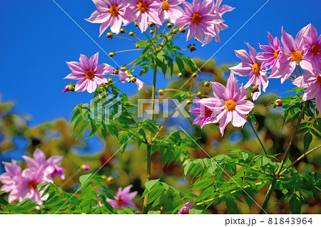 秋に咲く花・皇帝ダリヤ 秋に咲く花・皇帝ダリヤ 81843964