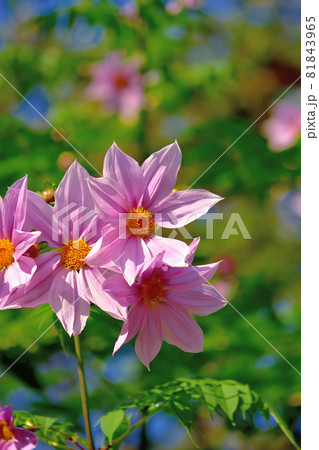 秋に咲く花・皇帝ダリヤ 秋に咲く花・皇帝ダリヤ 81843965