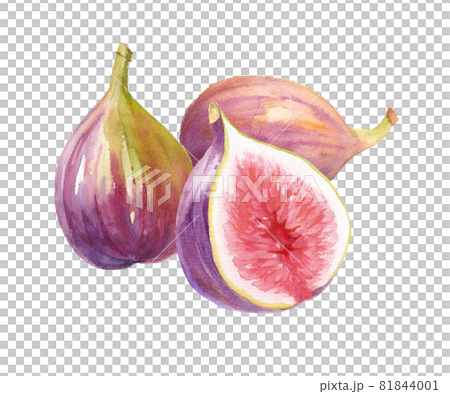 秋天的水果:三個無花果的水彩插圖。 秋天的水果:三個無花果的水彩插圖。 81844001