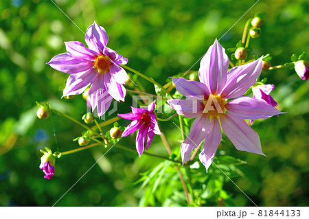 秋に咲く花 皇帝ダリヤの写真素材