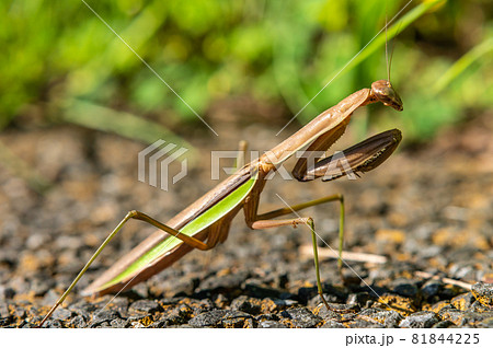 オオカマキリ 81844225