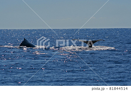慶良間諸島のザトウクジラ 慶良間諸島のザトウクジラ 81844514