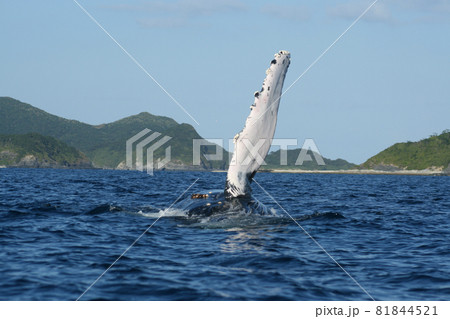 慶良間諸島のザトウクジラ 81844521