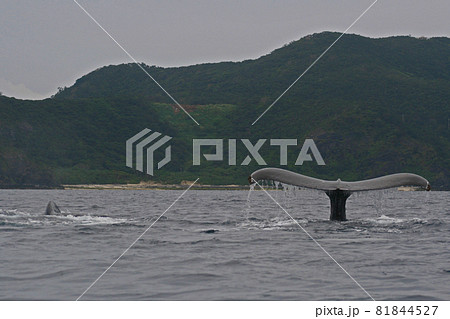 慶良間諸島のザトウクジラ 慶良間諸島のザトウクジラ 81844527