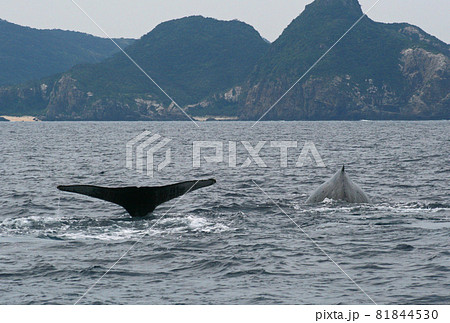 慶良間諸島のザトウクジラ 81844530