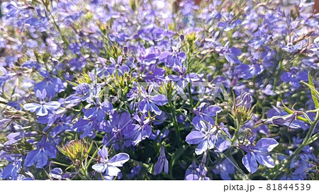 春の息吹 81844539