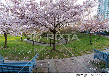David Lam Park in springtime season. Cherry trees flowers in full bloom. Vancouver, BC, Canada. 81844707