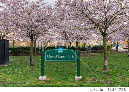 David Lam Park in springtime season. Cherry trees flowers in full bloom. Vancouver, BC, Canada. 81844708