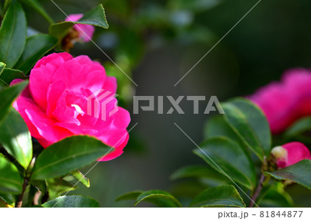 秋に咲く花・サザンカ 秋に咲く花・サザンカ 81844877