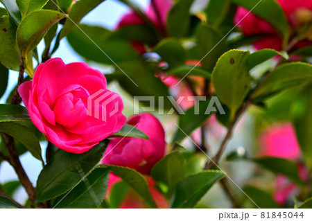 秋に咲く花・サザンカ 秋に咲く花・サザンカ 81845044
