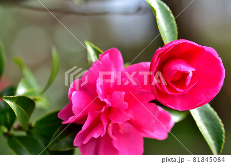 秋に咲く花・サザンカ 秋に咲く花・サザンカ 81845084