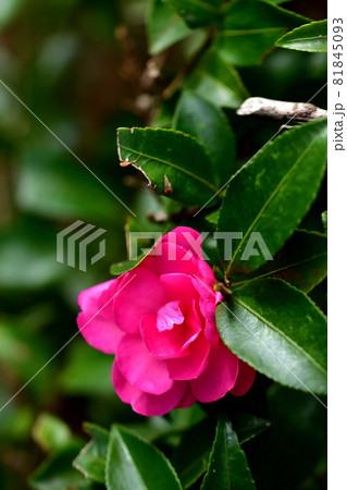 秋に咲く花・サザンカ 秋に咲く花・サザンカ 81845093