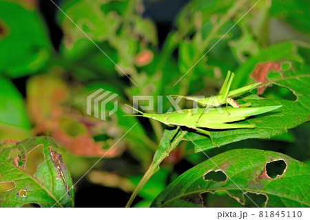 穴だらけにされた蕗の葉の上で交尾中のオンブバッタ 81845110