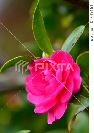 秋に咲く花・サザンカ 秋に咲く花・サザンカ 81845161