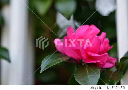 秋に咲く花・サザンカ 81845176