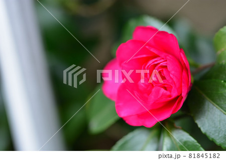秋に咲く花・サザンカ 秋に咲く花・サザンカ 81845182