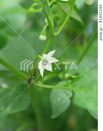 シシトウの花の写真素材