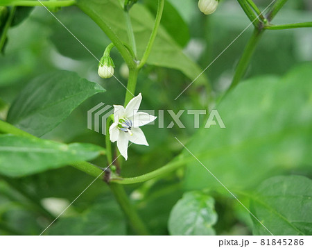 シシトウの花の写真素材