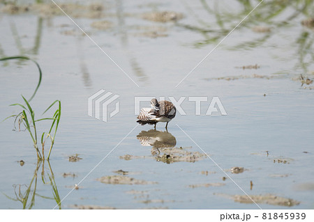 秋、ハス田で羽繕いするタカブシギ 81845939