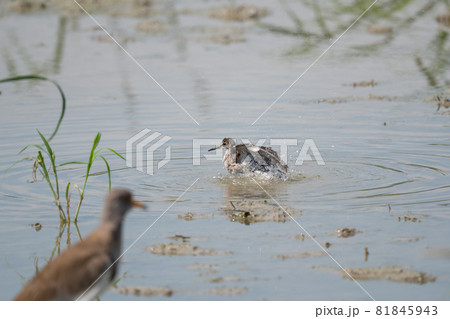 秋、ハス田で水浴びするタカブシギ01 81845943
