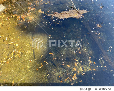 嵐山渓谷・槻川の水面（埼玉県比企郡嵐山町） 81846578