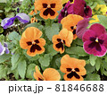 花壇のパンジー 81846688