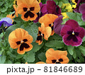 花壇のパンジー 81846689
